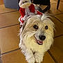dog, fluffy, white, smiling, indoor, tiled_floor, santa_claus_doll, toy, pet, animal, cute, happy, fur, paws, person, shoe, black_shoes, holiday, christmas, decor
