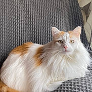 Pirate participe au concours pour gagner de l'argent avec cette photo : abyssinian, angora, animal, cat, computer, couch, cushion, electronics, furniture, homedecor, kitten, laptop, manx, page, pc, person, pet, siamese, sleeping, text