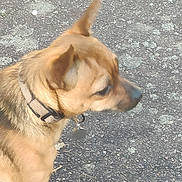 Nounours a rejoint le concours — aidez-le/la à gagner de superbes lots ! alert, animal, black_coat, canine, collar, curious, dog, domestic_animal, ears, fur, leash, mammal, nature, outdoor, pavement, pet, side_view, standing, tag, tan_coat