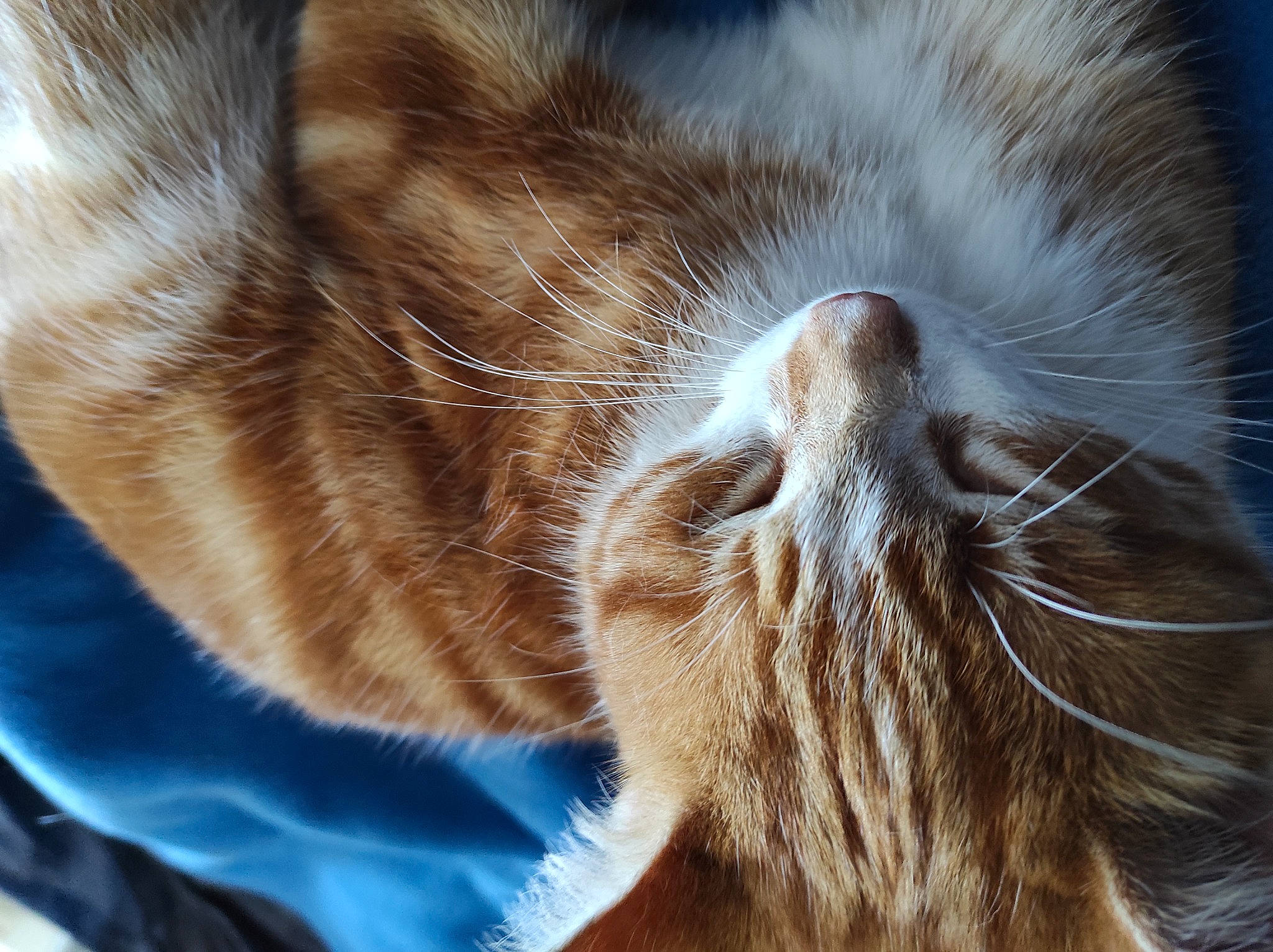 Cippo a rejoint le concours — aidez-le/la à gagner de superbes lots ! carnivore, cat, claw, close_up, comfort, domestic_short_haired_cat, electric_blue, felidae, fur, nap, paw, sleep, small_to_medium_sized_cats, snout, tail, whiskers, wildlife, wood