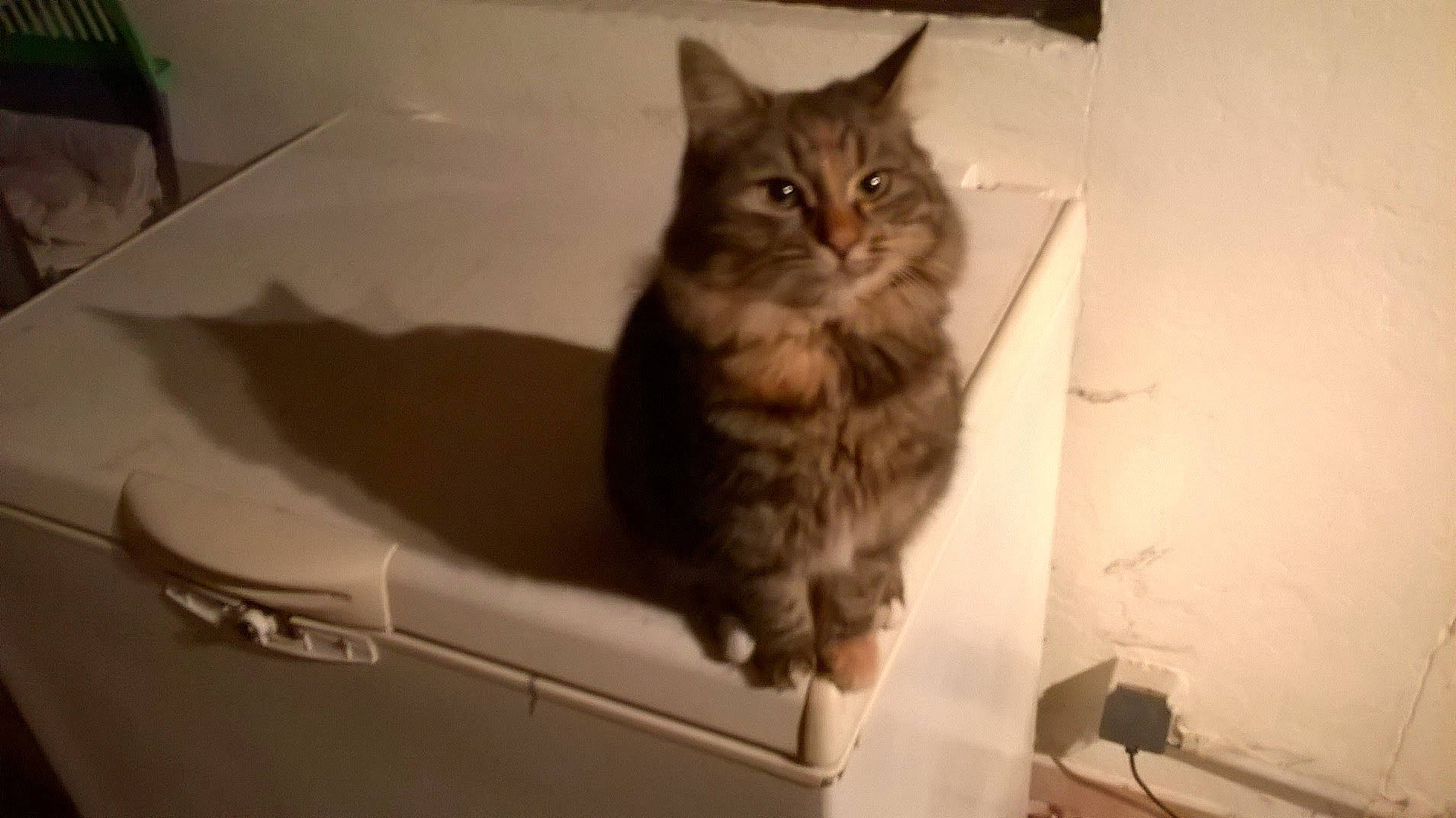 Barbeuk a rejoint le concours — aidez-le/la à gagner de superbes lots ! box, carnivore, cat, claw, comfort, domestic_short_haired_cat, felidae, fur, paw, shelf, sitting, small_to_medium_sized_cats, snout, tail, whiskers, window, wood