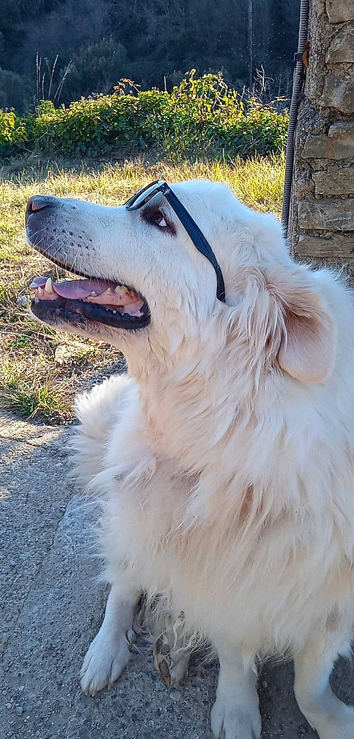 Cheyenne a rejoint le concours — aidez-le/la à gagner de superbes lots ! ancient_dog_breeds, canidae, carnivore, companion_dog, dog, dog_breed, fang, fur, grass, jaw, pet_supply, snout, sporting_group, terrestrial_animal, tire, wheel, whiskers, wildlife, working_animal, working_dog