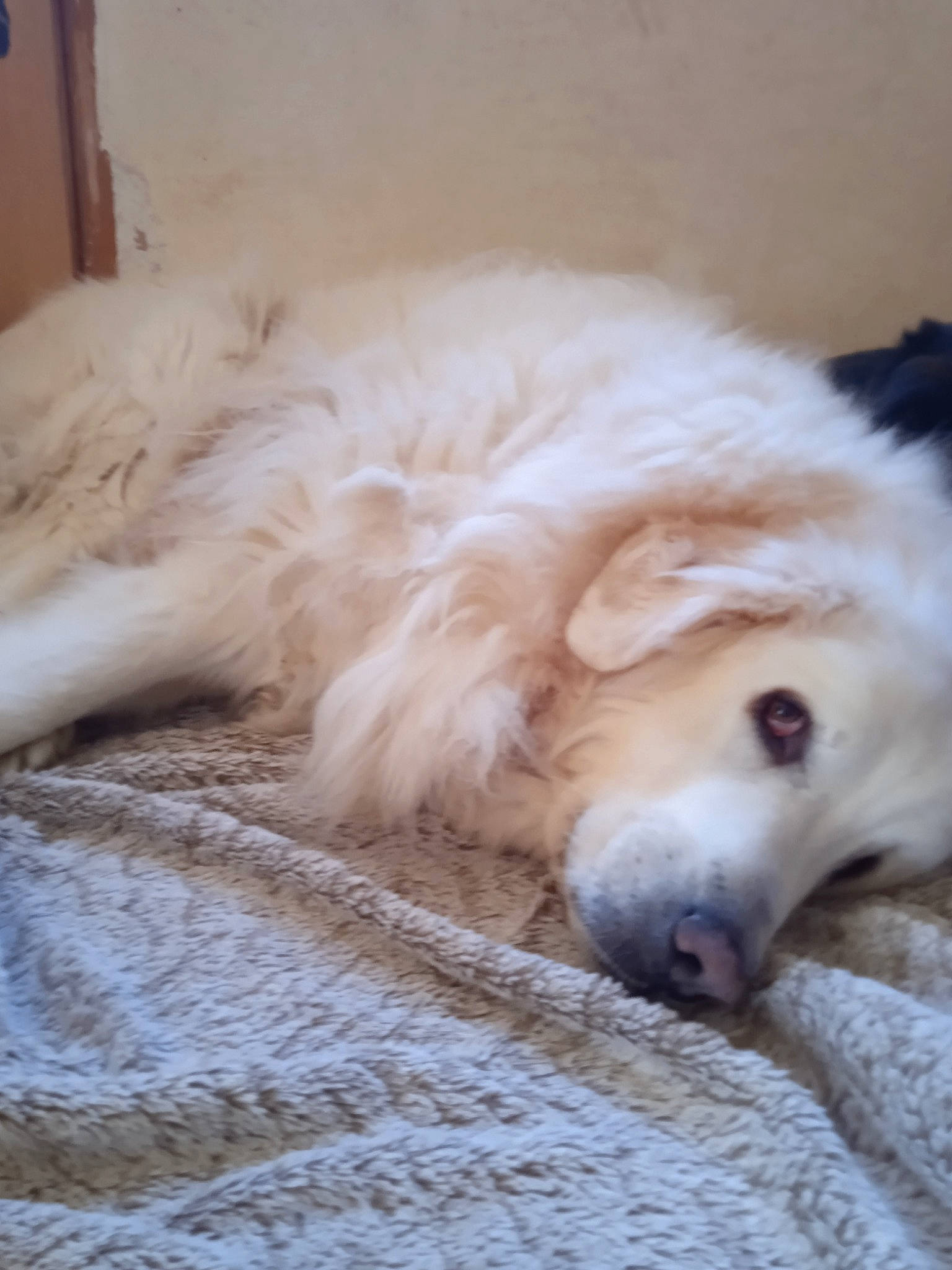 Cheyenne a rejoint le concours — aidez-le/la à gagner de superbes lots ! ball, canidae, carnivore, comfort, companion_dog, dog, dog_breed, dog_supply, flooring, fur, livestock_guardian_dog, paw, retriever, sporting_group, terrestrial_animal, volpino_italiano, whiskers, working_animal, working_dog