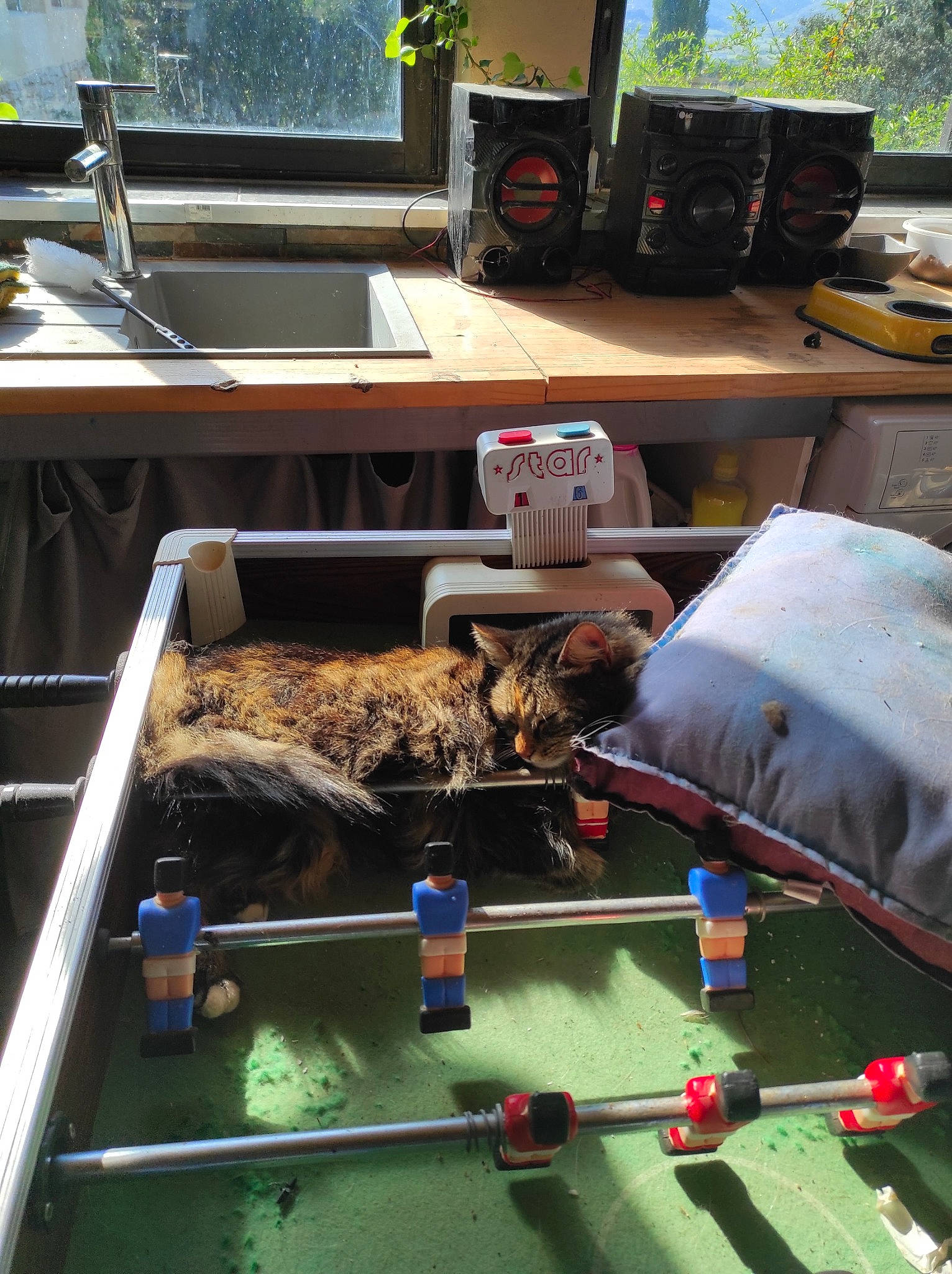 Barbek a rejoint le concours — aidez-le/la à gagner de superbes lots ! bag, bedding, fish, flooring, grass, houseplant, indoor_games_and_sports, leisure, linens, machine, pillow, plant, play, recreation, room, toy, wood