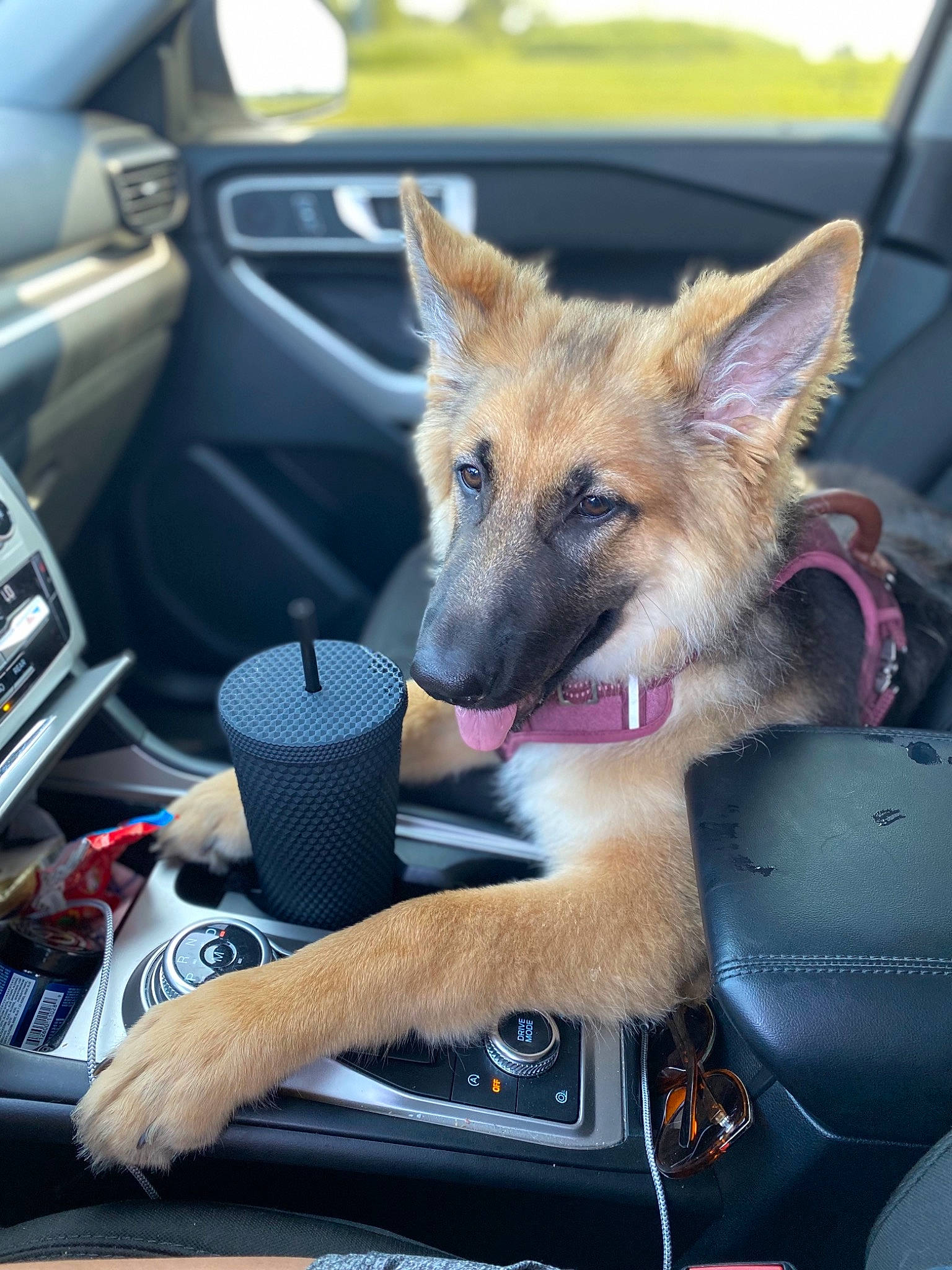 Mia joined the competition — help win amazing prizes! auto_part, automotive_exterior, automotive_mirror, car, car_seat, car_seat_cover, carnivore, companion_dog, dog, dog_breed, fawn, hood, motor_vehicle, personal_luxury_car, snout, steering_wheel, vehicle, vehicle_door, whiskers, windshield
