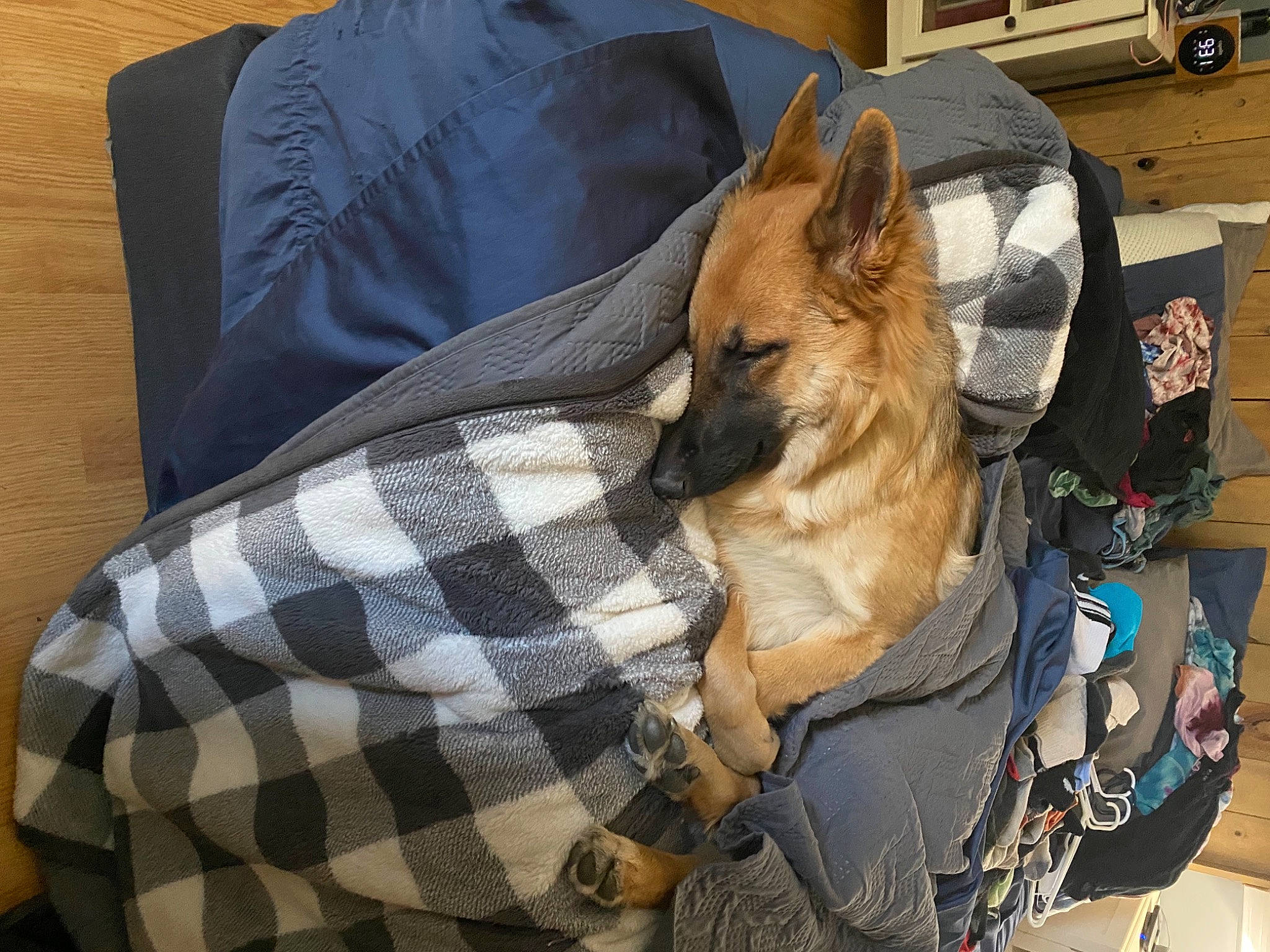 Mia is registered to the contest to win money with this photo: carnivore, collar, comfort, companion_dog, dog, dog_breed, dog_collar, dog_supply, east_european_shepherd, fawn, fur, leash, linens, pattern, plaid, sporting_group, tartan, toy_dog, vertebrate, working_animal