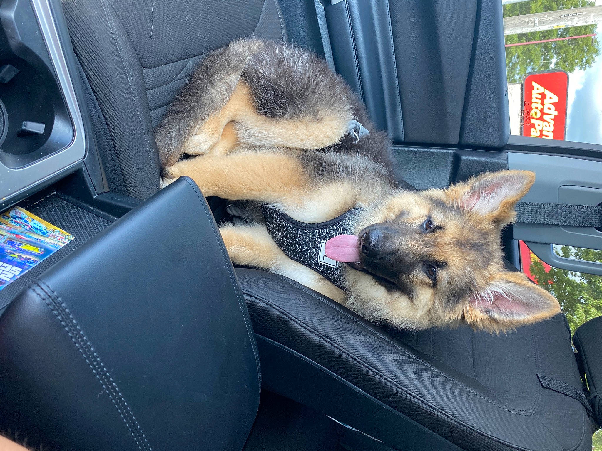 Mia joined the competition — help win amazing prizes! auto_part, automotive_design, automotive_exterior, boat, car_seat, car_seat_cover, carnivore, dog_breed, fawn, fur, livestock, luxury_vehicle, motor_vehicle, personal_luxury_car, plant, snout, sporting_group, terrestrial_animal, vehicle, vehicle_door