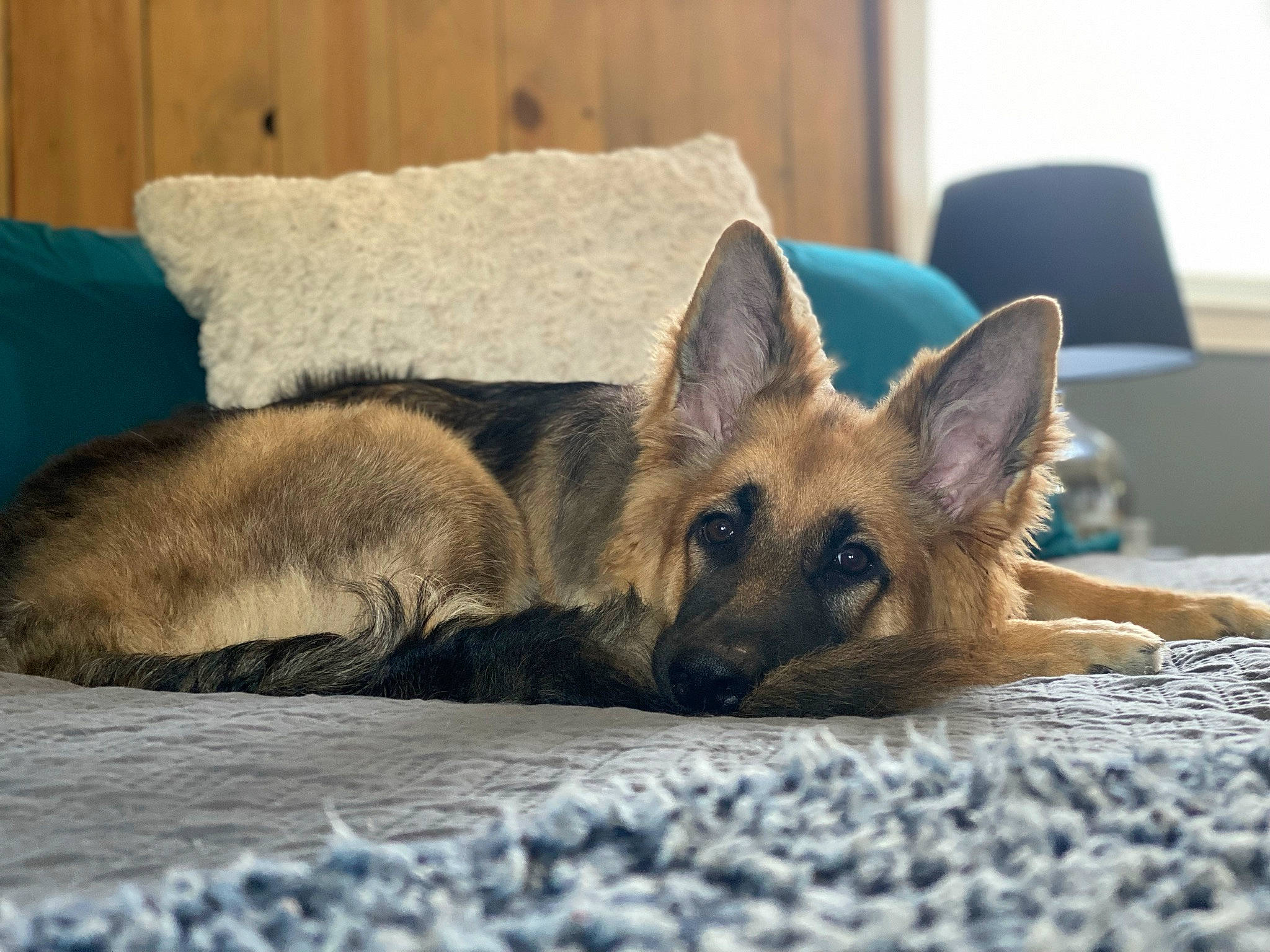 Mia joined the competition — help win amazing prizes! canidae, carnivore, chair, comfort, companion_dog, dog, dog_breed, east_european_shepherd, fawn, felidae, fur, german_shepherd_dog, nap, old_german_shepherd_dog, small_to_medium_sized_cats, snout, sporting_group, terrestrial_animal, whiskers, wildlife