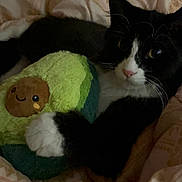 Kiki is registered to the contest to win money with this photo: animal, avocado, black_and_white, blanket, cat, comfort, cozy, cuddling, cute, feline, indoor, paws, pet, plush_toy, resting, sleepy, smiling_face, soft, toy, whiskers
