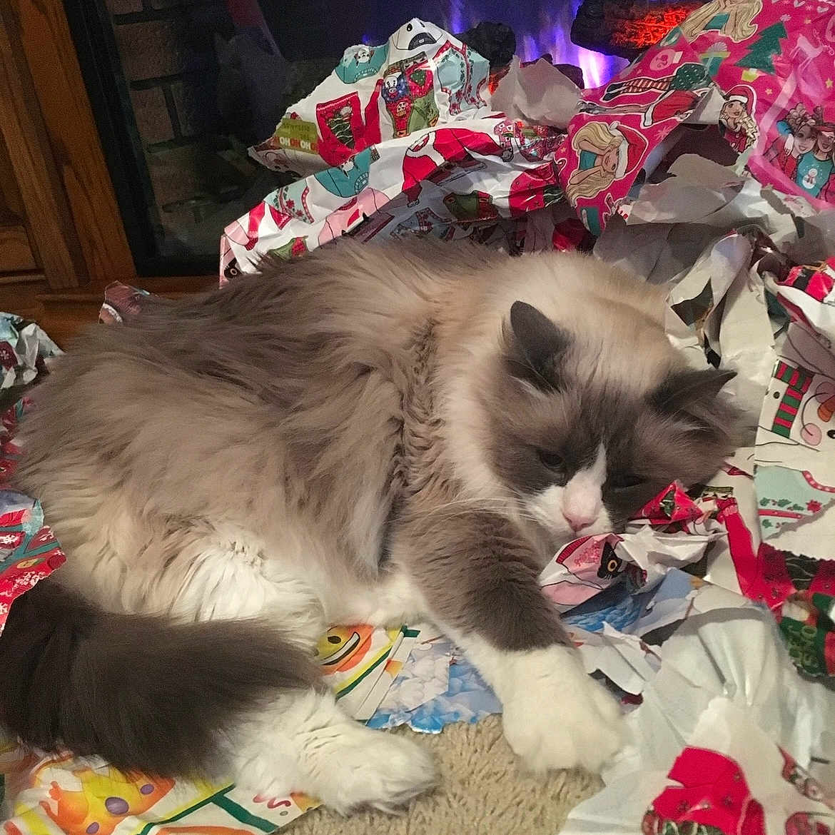 Bandit joined the competition — help win amazing prizes! animal, architecture, blanket, building, cat, couch, face, fireplace, furniture, head, indoors, interiordesign, kitten, livingroom, manx, person, pet, quilt, room, siamese