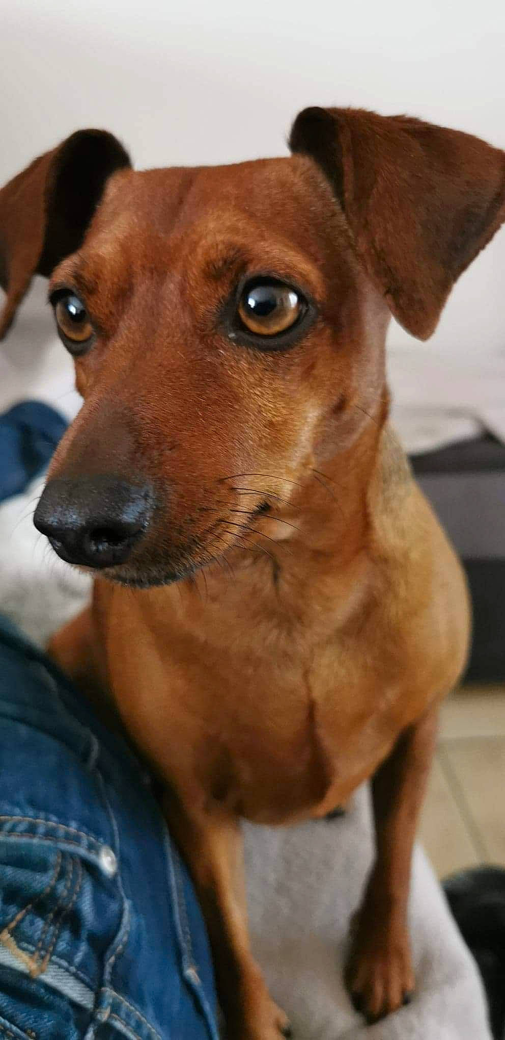 Maya a rejoint le concours — aidez-le/la à gagner de superbes lots ! canidae, carnivore, collar, companion_dog, dog, dog_breed, dog_collar, ear, fawn, fur, liver, snout, sporting_group, street_dog, terrestrial_animal, toy_dog, whiskers, working_animal