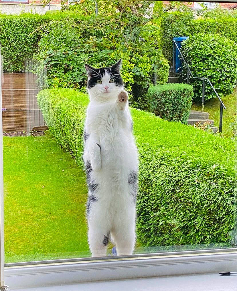 Cleo joined the competition — help win amazing prizes! carnivore, cat, domestic_short_haired_cat, felidae, fur, garden, grass, herb, lawn, plant, rectangle, shrub, sidewalk, small_to_medium_sized_cats, tail, tree, trunk, whiskers, window, yard