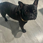 Pete is registered to the contest to win money with this photo: dog, french_bulldog, black_dog, pet, indoor, wooden_floor, collar, chain, shadow, looking_up, canine, companion, animal, domestic_animal, ears_up, standing, floor, cute, curious, portrait