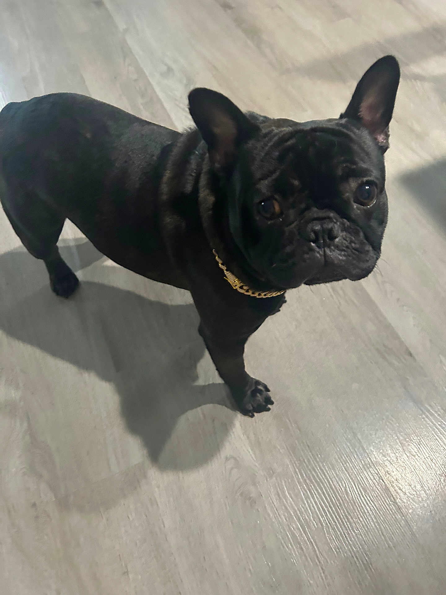 Pete is registered to the contest to win money with this photo: dog, french_bulldog, black_dog, pet, indoor, wooden_floor, collar, chain, shadow, looking_up, canine, companion, animal, domestic_animal, ears_up, standing, floor, cute, curious, portrait