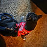 Sneakers is registered to the contest to win money with this photo: cat, black_cat, harness, leash, hello_kitty, indoors, carpet, pet, animal, feline, standing, walking, collar, accessory, gray_paws, short_hair, warm_lighting, floor, home, portrait