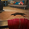 Sneakers is registered to the contest to win money with this photo: cat, pet, animal, sleeping, sprawled, relaxed, carpet, living_room, couch, sofa, plush_toys, pillows, indoor, home, furniture, cozy, gray_cat, white_paws, red_cushion, casual_photography