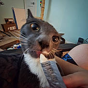 Sneakers joined the competition — help win amazing prizes! cat, tuxedo_cat, pet, feline, wide_eyes, whiskers, pointed_ears, black_fur, white_chest, close_up, portrait, indoor, home, scratching_post, cat_toy, human_hand, tube, curious, funny, photography
