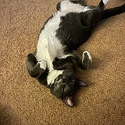 Sneaks is registered to the contest to win money with this photo: animal, carpet, cat, cozy, cute, domestic, feline, floor, fur, house, indoor, looking_at_camera, lying_down, paws, pet, playful, relaxed, resting, tuxedo_cat, whiskers