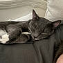 Sneaks is registered to the contest to win money with this photo: cat, sleeping, gray_cat, white_paws, indoor, bed, pillow, headboard, resting, feline, pet, cozy, fur, closeup, relaxation, domestic_animal, whiskers, ear, soft_texture, nap