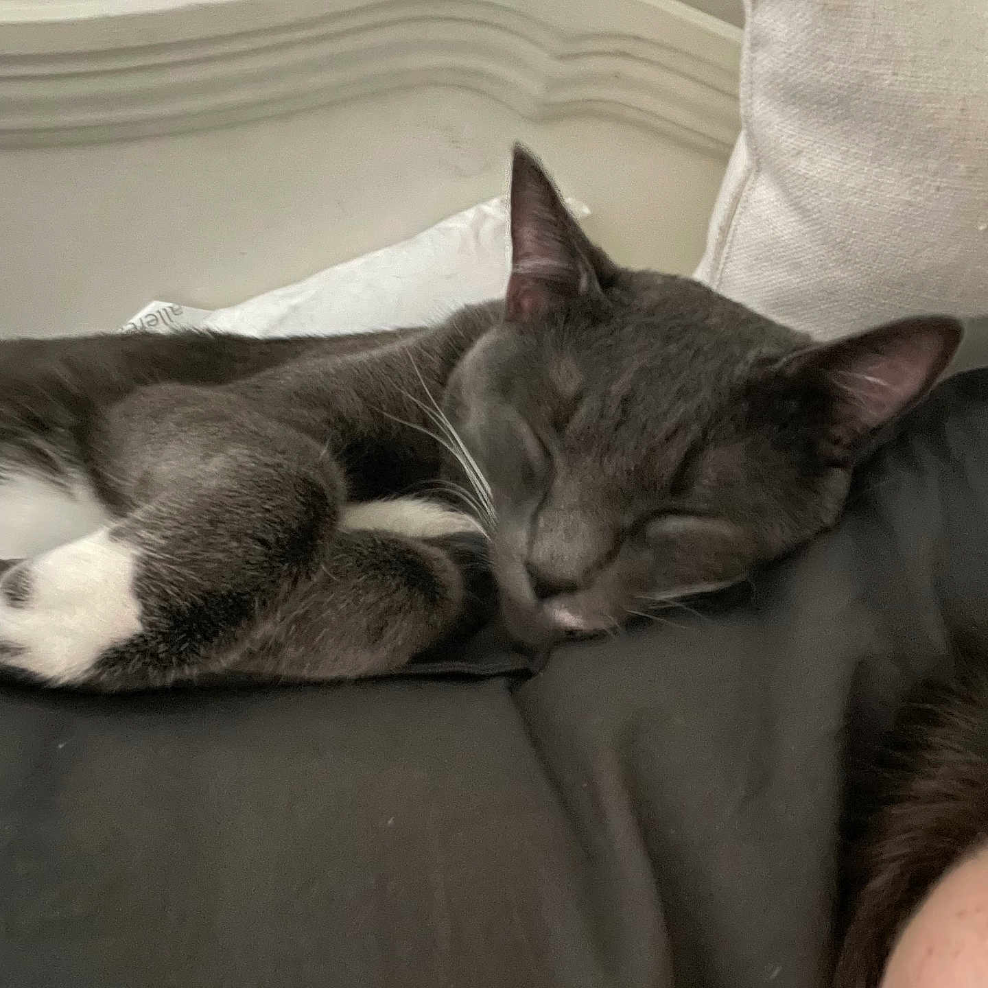 Sneaks is registered to the contest to win money with this photo: bed, cat, closeup, cozy, domestic_animal, ear, feline, fur, gray_cat, headboard, indoor, nap, pet, pillow, relaxation, resting, sleeping, soft_texture, whiskers, white_paws