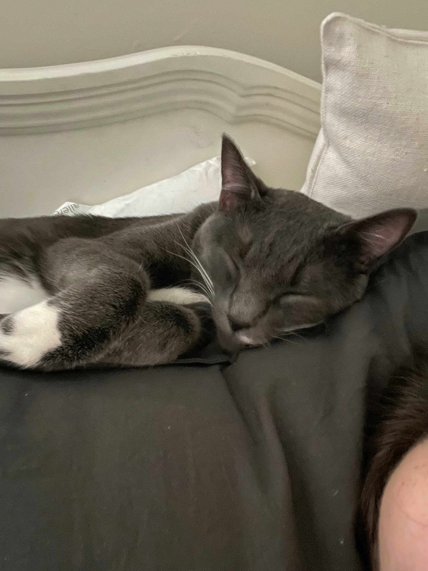Sneaks is registered to the contest to win money with this photo: cat, sleeping, gray_cat, white_paws, indoor, bed, pillow, headboard, resting, feline, pet, cozy, fur, closeup, relaxation, domestic_animal, whiskers, ear, soft_texture, nap