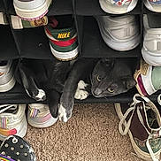 Sneaks is registered to the contest to win money with this photo: cat, gray_cat, shoe_rack, sneakers, carpet, indoor, pet, curious, cozy, white_paws, footwear, storage, resting, cute, animal, domestic_cat, feline, paw, sitting, home