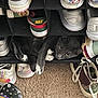 cat, gray_cat, shoe_rack, sneakers, carpet, indoor, pet, curious, cozy, white_paws, footwear, storage, resting, cute, animal, domestic_cat, feline, paw, sitting, home