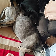 Ruka a rejoint le concours — aidez-le/la à gagner de superbes lots ! dog, black_dog, grey_dog, couch, blanket, red_blanket, heart_pattern, nap, indoor, cozy, pets, resting, fur, paw, snuggle, side_view, living_room, fabric, relaxation, companion