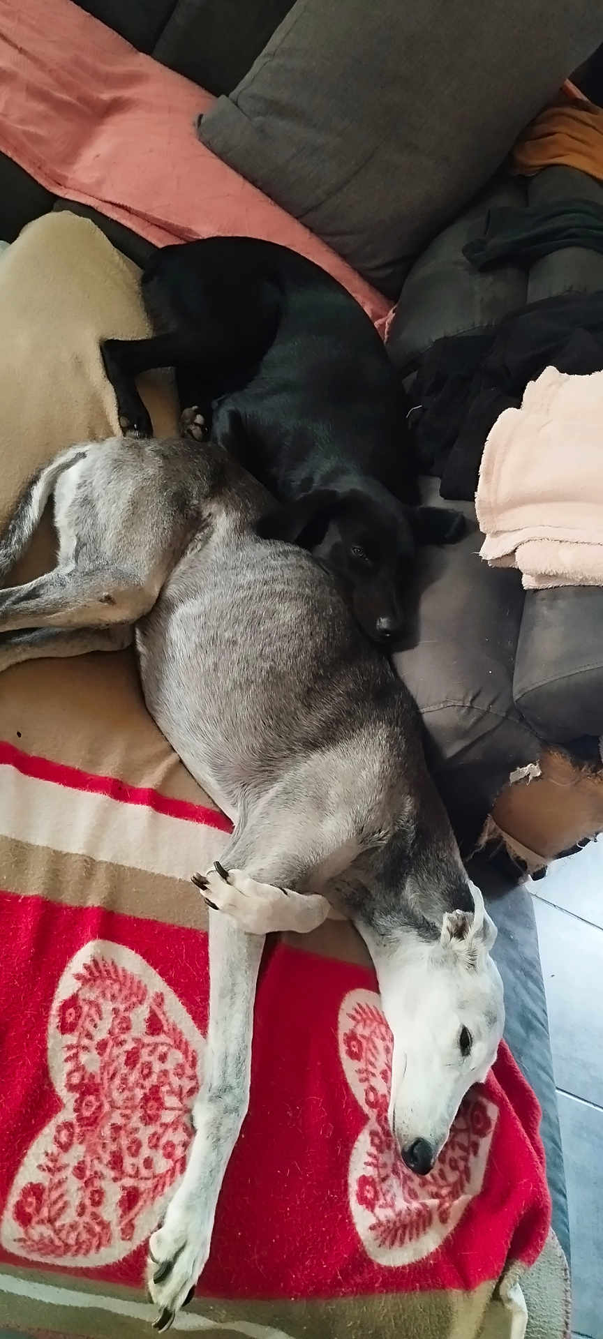 Ruka a rejoint le concours — aidez-le/la à gagner de superbes lots ! dog, black_dog, grey_dog, couch, blanket, red_blanket, heart_pattern, nap, indoor, cozy, pets, resting, fur, paw, snuggle, side_view, living_room, fabric, relaxation, companion