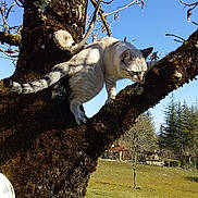 Bug'S participe au concours pour gagner de l'argent avec cette photo : branch, marsupial, plant, tail, tree, trunk, wildlife, woody_plant