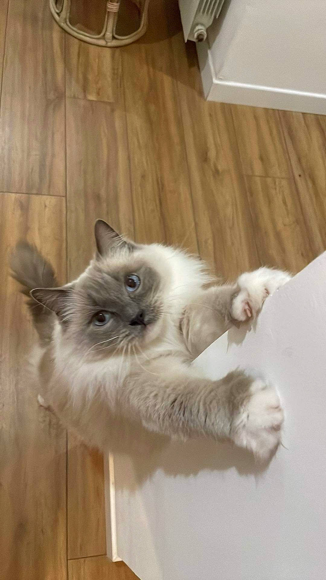 June participe au concours pour gagner de l'argent avec cette photo : balinese, birman, carnivore, cat, comfort, fawn, felidae, flooring, fur, hardwood, laminate_flooring, paw, siamese, small_to_medium_sized_cats, snout, tail, thai, whiskers, wood, wood_stain