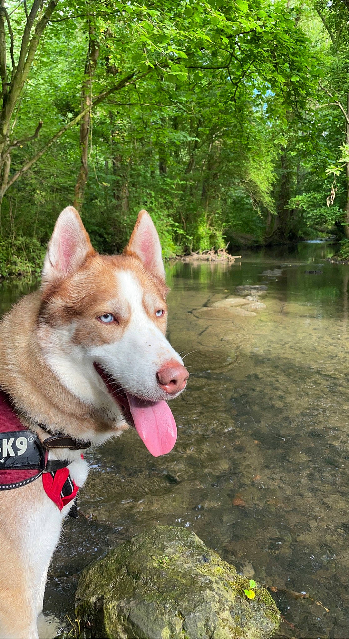 Golden a rejoint le concours — aidez-le/la à gagner de superbes lots ! canidae, carnivore, collar, companion_dog, dog, dog_breed, dog_collar, fawn, fur, grass, lake, plant, snout, sporting_group, stream, tail, tree, water, wildlife, working_animal