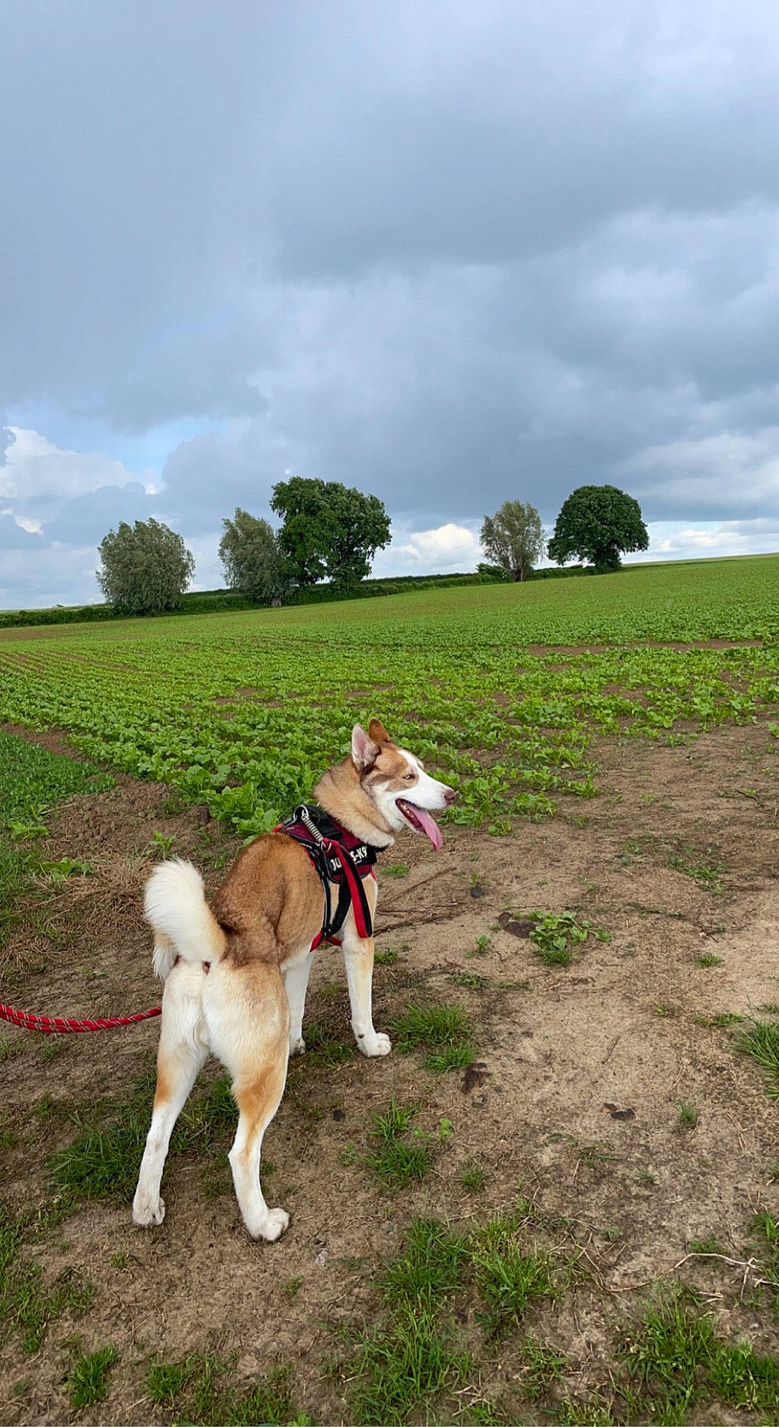 Golden participe au concours pour gagner de l'argent avec cette photo : carnivore, cloud, collar, companion_dog, dog, dog_breed, dog_collar, dog_supply, fawn, grass, grassland, landscape, leash, pasture, pet_supply, plant, sky, tail, tree, working_animal