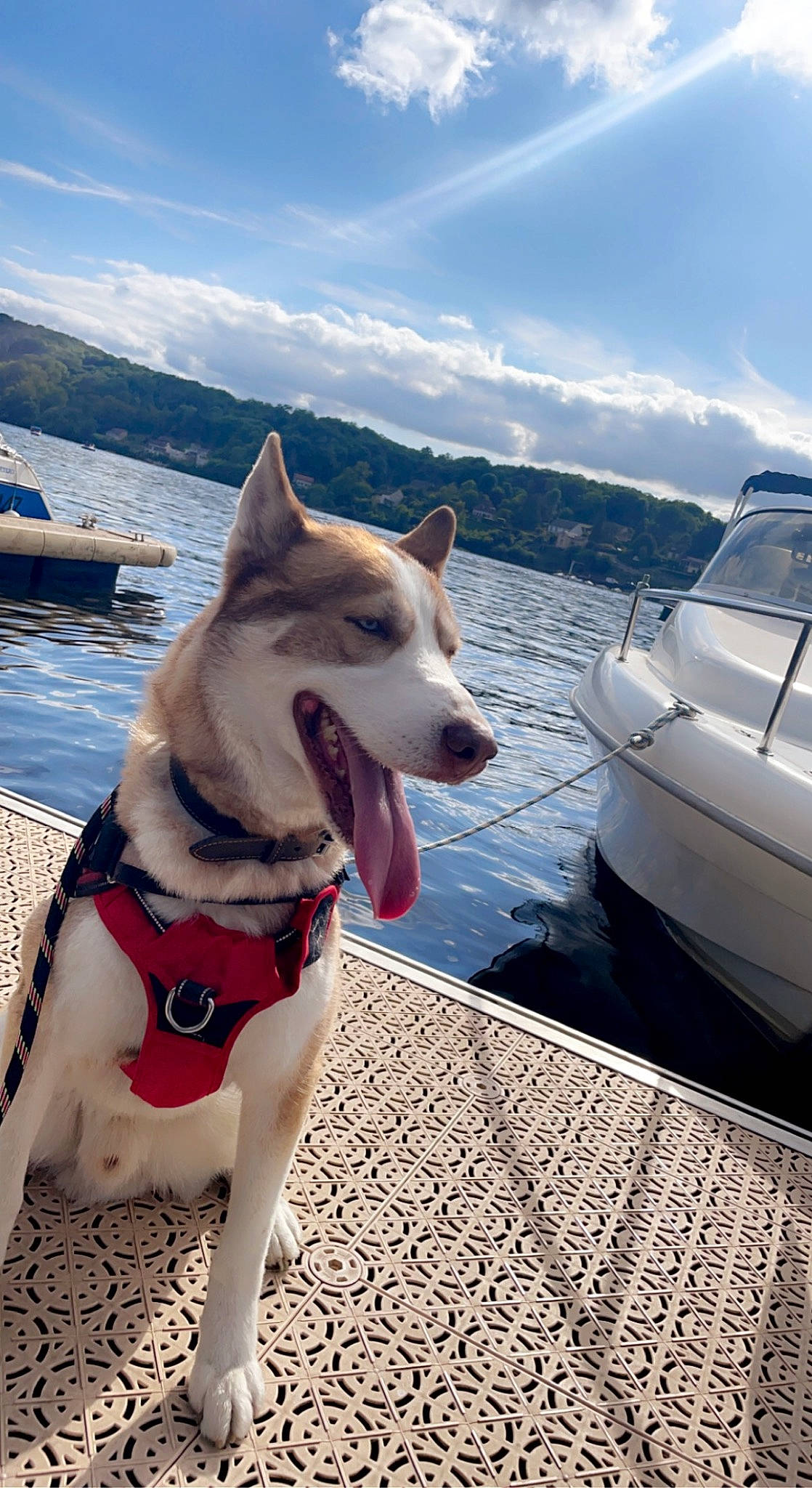 Golden participe au concours pour gagner de l'argent avec cette photo : boat, boats_and_boating_equipment_and_supplies, carnivore, cloud, collar, companion_dog, dog, dog_breed, dog_collar, fawn, lake, leisure, pet_supply, recreation, sky, snout, vehicle, water, watercraft, working_animal