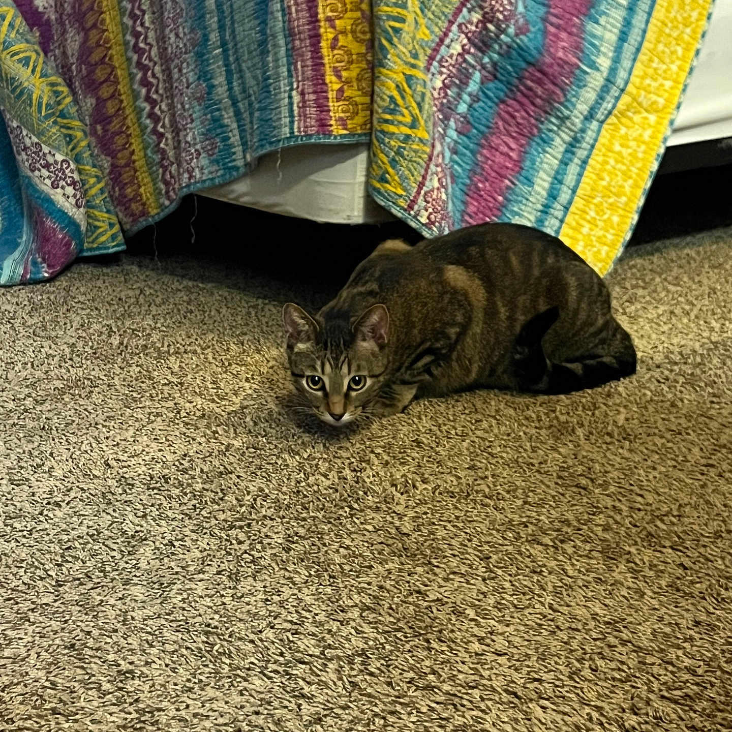 Pink joined the competition — help win amazing prizes! cat, tabby, carpet, quilt, bed, indoor, animal, pet, crouching, striped, colorful, fabric, feline, floor, cozy, home, curtain, patterned, resting, fur