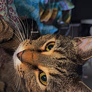 Pink is registered to the contest to win money with this photo: cat, tabby_cat, close_up, whiskers, yellow_eyes, fur, pet, indoor, fabric, patterned_blanket, colorful, cozy, resting, animal, cute, portrait, feline, soft_light, relaxed, mood_text