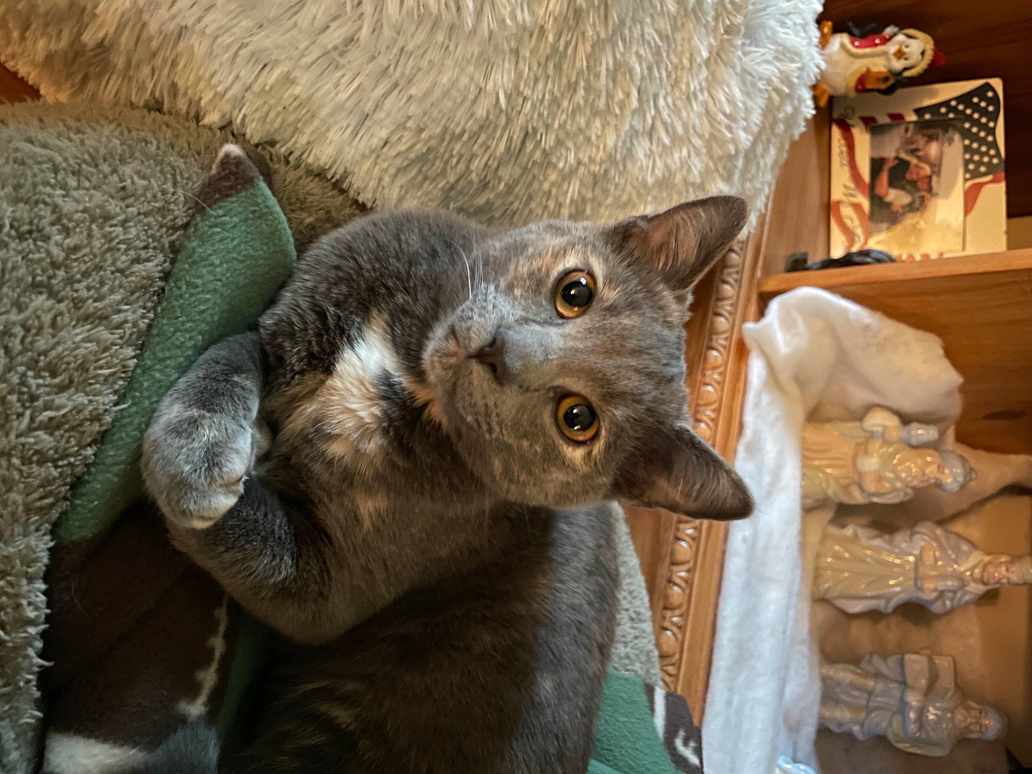 Abigail is registered to the contest to win money with this photo: carnivore, cat, cat_supply, domestic_short_haired_cat, ear, felidae, fur, russian_blue, small_to_medium_sized_cats, snout, tail, terrestrial_animal, whiskers