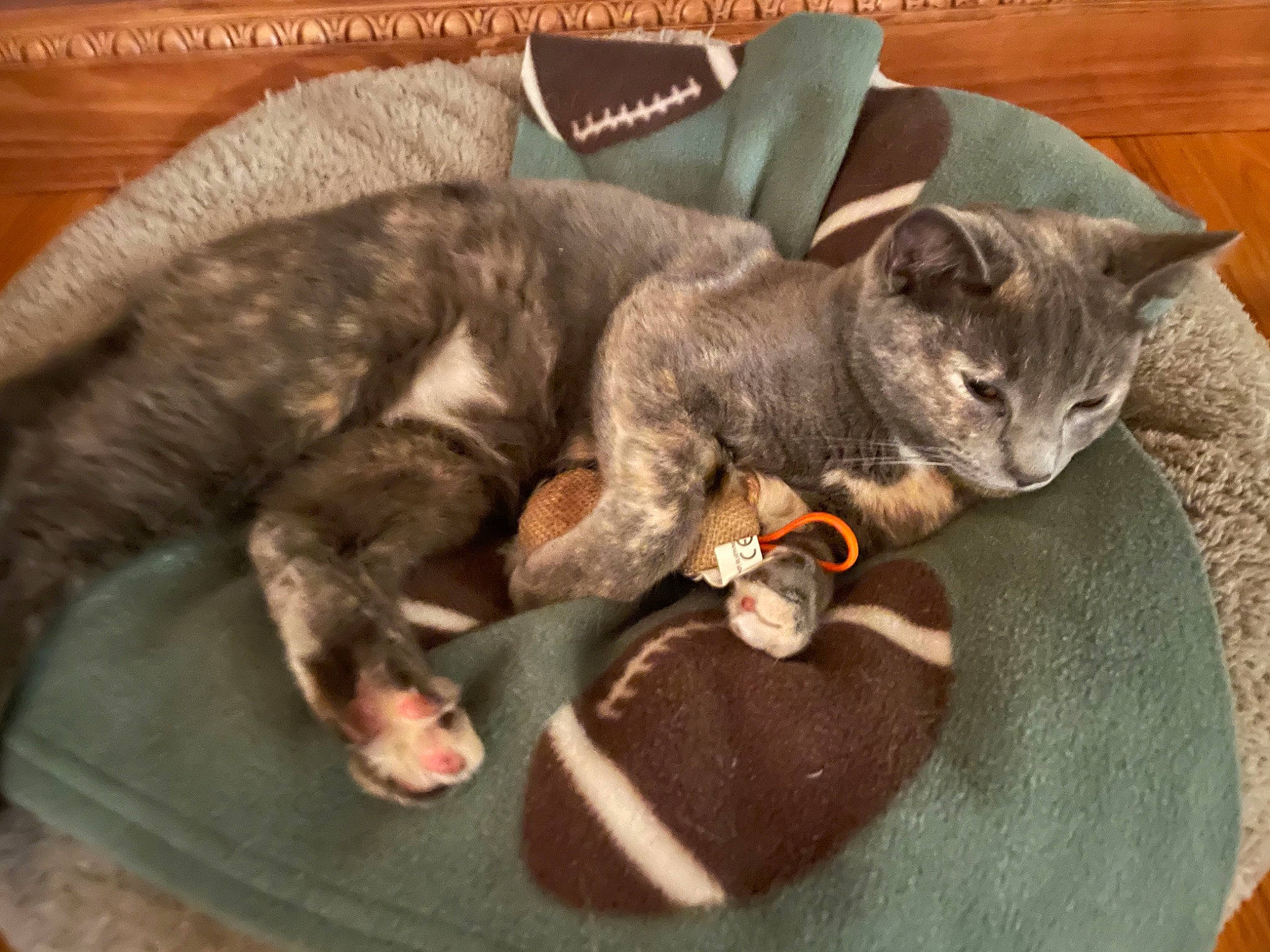 Abigail is registered to the contest to win money with this photo: carnivore, cat, cat_bed, cat_supply, cat_toy, chartreux, claw, comfort, domestic_short_haired_cat, felidae, fur, nap, paw, pet_supply, russian_blue, small_to_medium_sized_cats, tail, whiskers