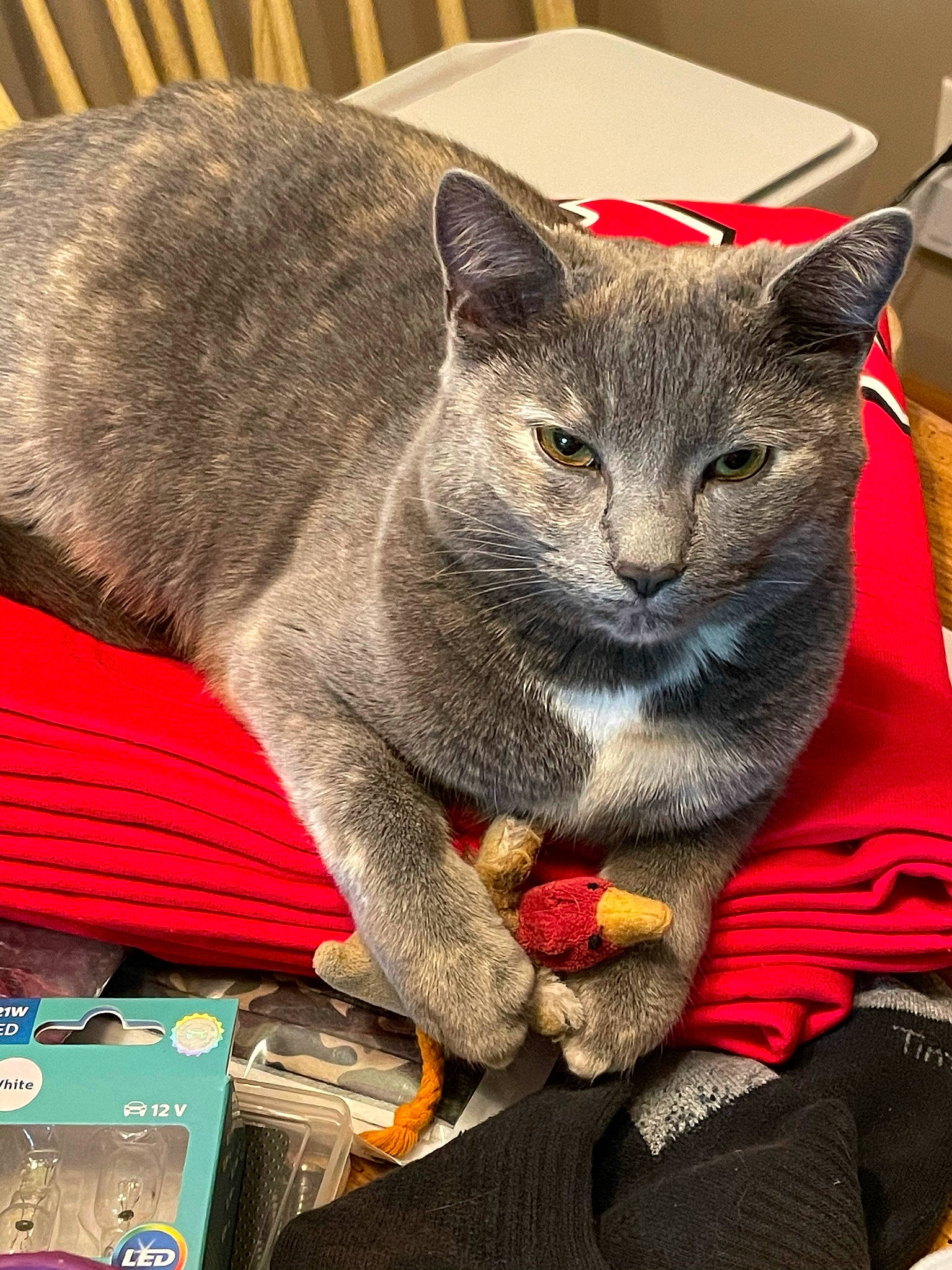 Abigail joined the competition — help win amazing prizes! carnivore, cat, cat_furniture, cat_supply, chartreux, domestic_short_haired_cat, felidae, fur, grey, mammal, russian_blue, small_to_medium_sized_cats, snout, tail, vertebrate, whiskers