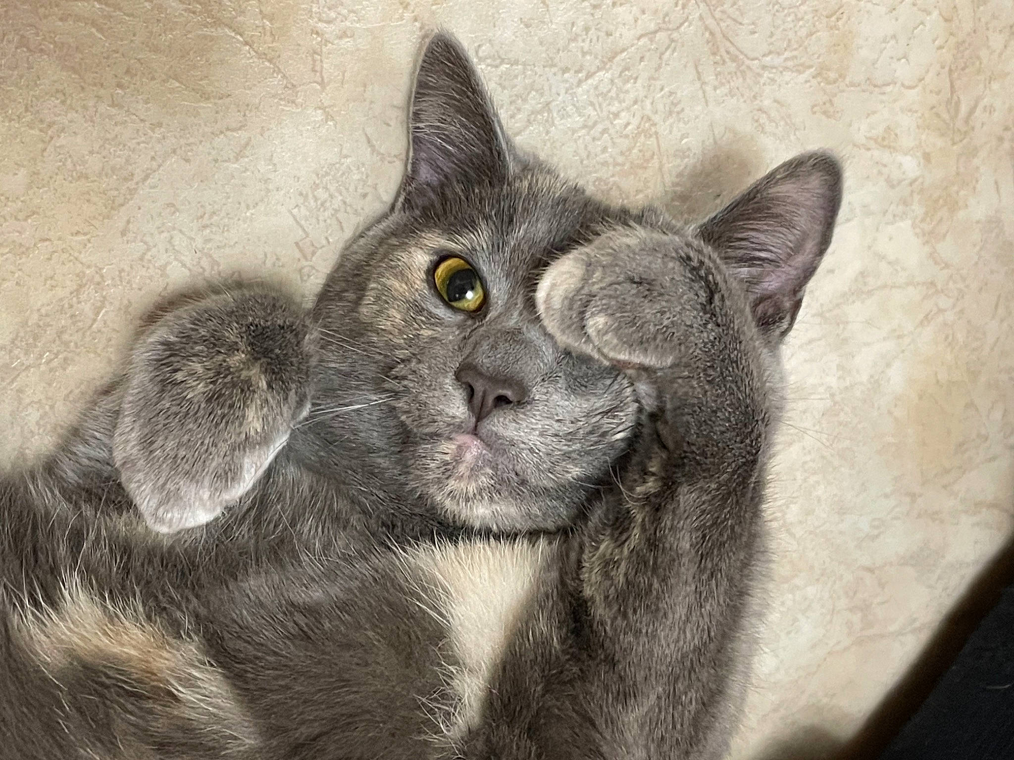 Abigail joined the competition — help win amazing prizes! art, black_cat, carnivore, cat, domestic_short_haired_cat, drawing, felidae, fur, grey, illustration, monochrome_photography, painting, small_to_medium_sized_cats, still_life_photography, terrestrial_animal, visual_arts, whiskers