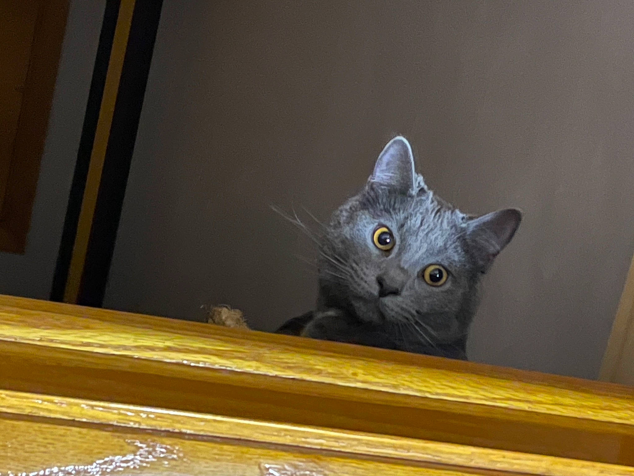 Elwood joined the competition — help win amazing prizes! bombay, carnivore, cat, domestic_short_haired_cat, felidae, fur, hardwood, metal, paw, room, small_to_medium_sized_cats, snout, tail, varnish, whiskers, window, wood, wood_stain