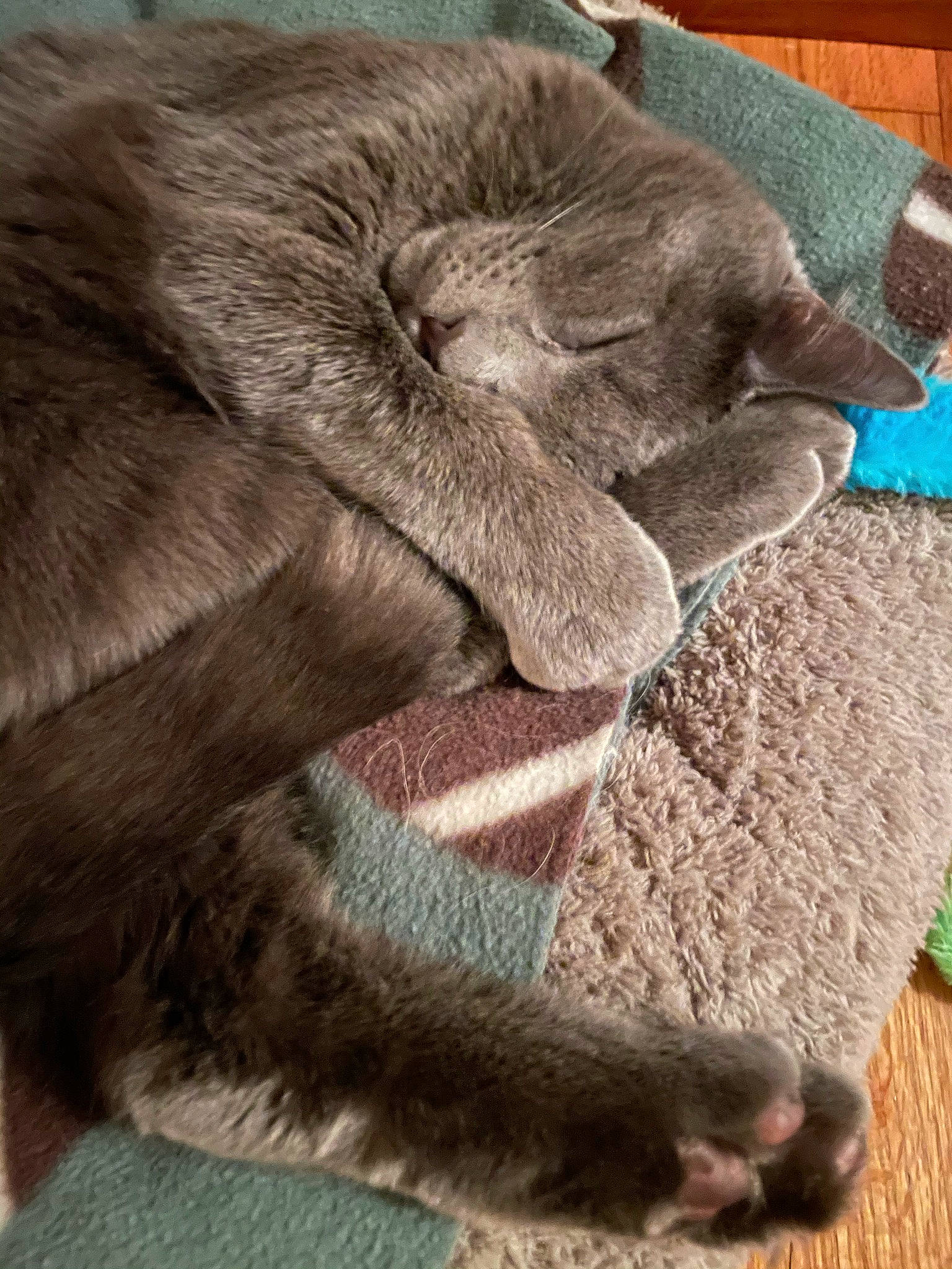 Elwood joined the competition — help win amazing prizes! carnivore, cat, claw, comfort, domestic_short_haired_cat, electric_blue, fawn, felidae, fur, fur_clothing, grey, human_leg, linens, nap, natural_material, paw, small_to_medium_sized_cats, snout, tail, whiskers