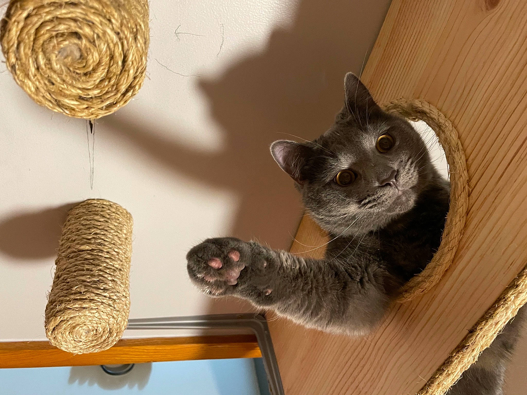 Elwood is registered to the contest to win money with this photo: carnivore, cat, cat_supply, circle, domestic_short_haired_cat, felidae, fur, grey, metal, ornament, pattern, shelf, small_to_medium_sized_cats, table, tail, thread, tree, twig, whiskers, wood