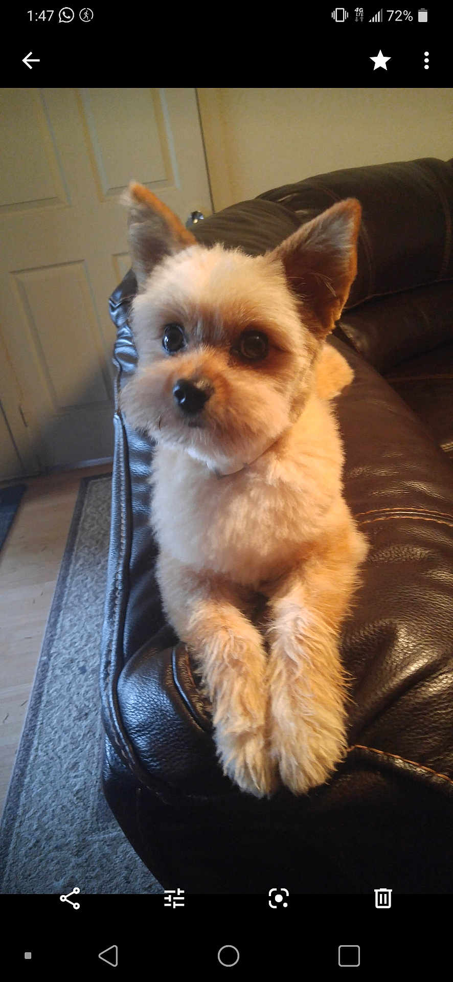 Junior is registered to the contest to win money with this photo: dog, puppy, pet, groomed, fur, paws, eyes, ears, nose, muzzle, leather_sofa, couch, indoor, home_interior, door, rug, portrait, closeup, adorable, sitting