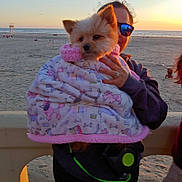 Junior joined the competition — help win amazing prizes! dog, small_dog, pomeranian, blanket, person, sunglasses, beach, sunset, sand, ocean, railing, hand, ring, jacket, leash, portrait, evening, wrapped, cute, outdoors