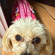 Daisy is registered to the contest to win money with this photo: dog, pet, puppy, face, eyes, nose, mouth, fur, sweater, pink_sweater, patterned_clothing, close_up, portrait, indoor, hardwood_floor, hand, cable, looking_up, cute, fluffy