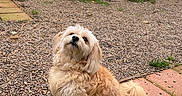 Daisy joined the competition — help win amazing prizes! adorable, backyard, cute, dog, fence, fluffy, fur, garden, gravel, house, looking_up, outdoor, pavement, paws, pet, sitting, small_dog, tail, walkway, window