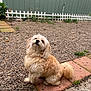dog, small_dog, fluffy, fur, sitting, outdoor, gravel, walkway, tail, adorable, pet, house, fence, window, garden, backyard, pavement, paws, looking_up, cute
