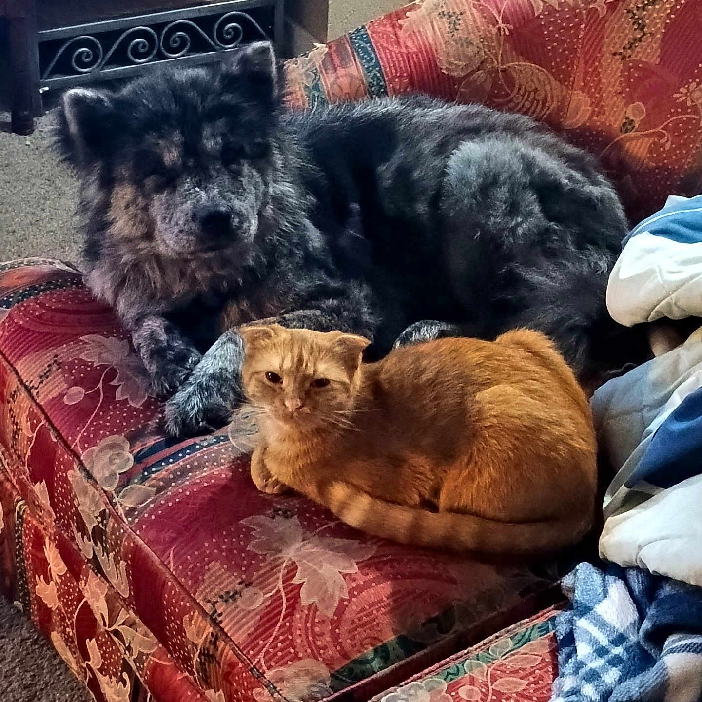 Daisy joined the competition — help win amazing prizes! animal, black_dog, blanket, carpet, cat, companion, couch, cozy, dog, domestic, fluffy, furniture, furry, home, indoor, orange_cat, patterned_fabric, pet, relaxed, resting