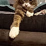 cat, feline, paw, couch, indoor, pet, fur, relaxed, mammal, whiskers, home, domestic_animal, stretching, brown, white, cozy, furniture, living_room, resting, cute